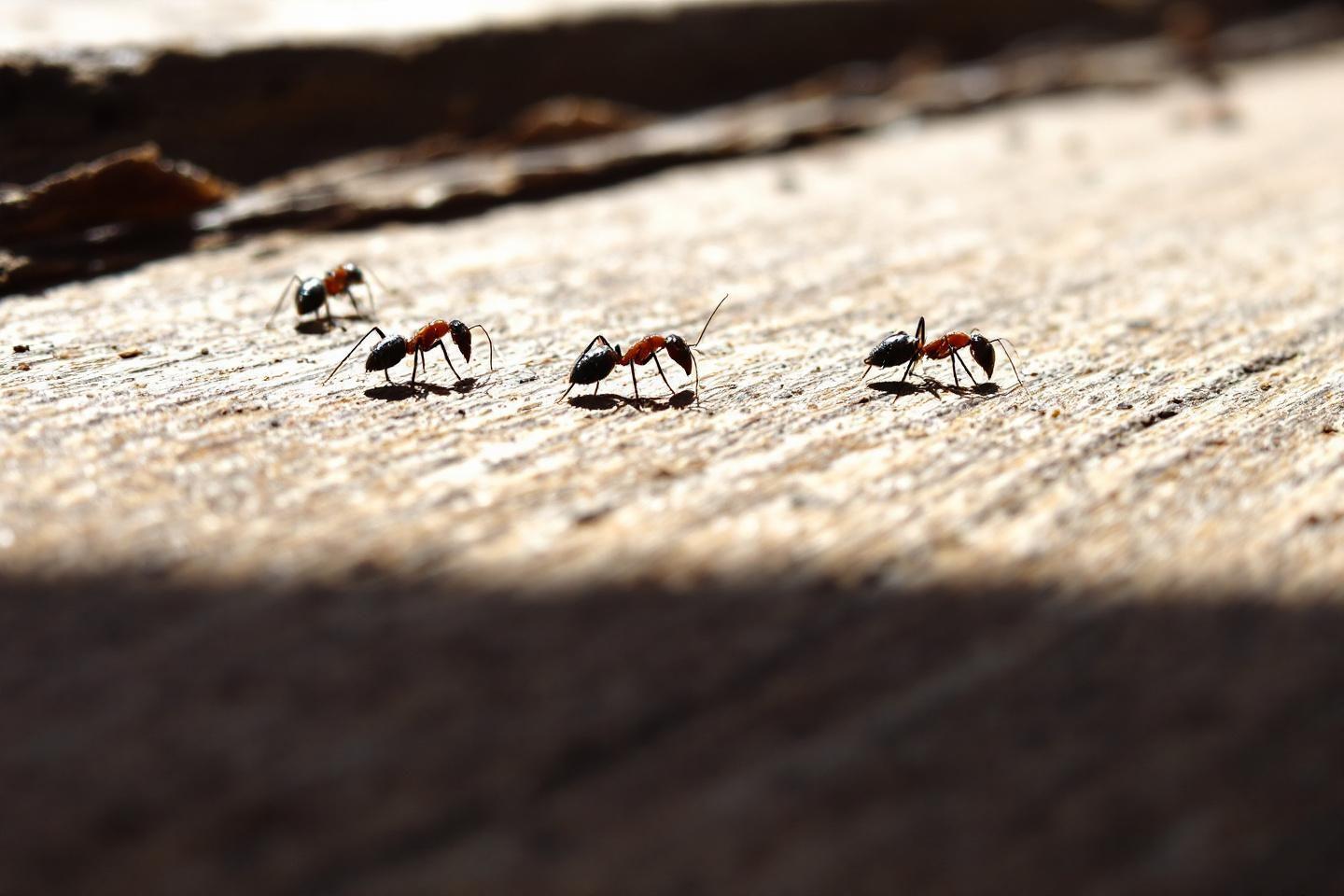 Fourmis charpentières : identification, traitement et prévention - DBM ...