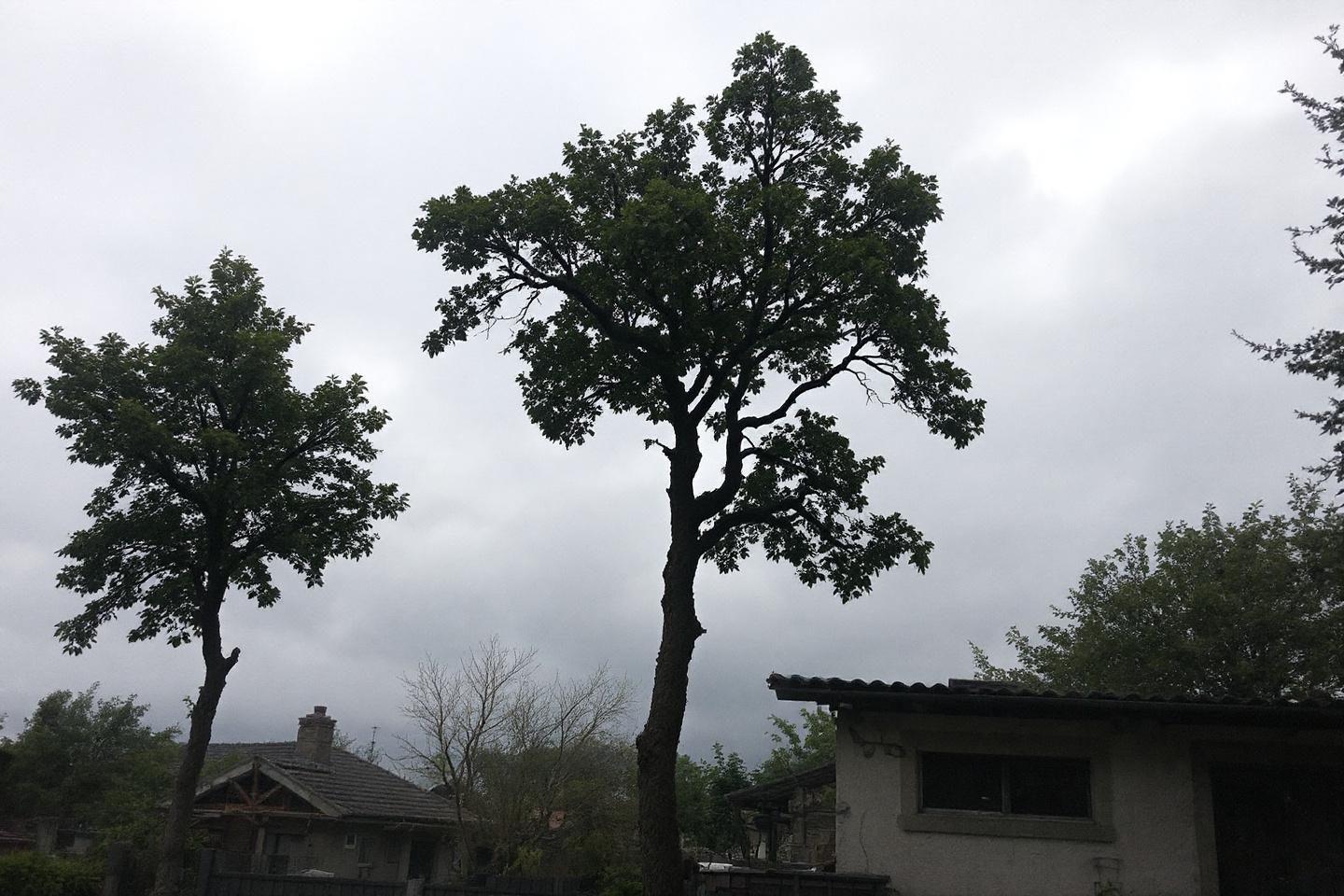 Élagage vs taille : différences et techniques d'entretien d'arbres
