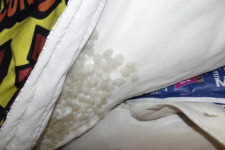 Œufs de punaises de lit : identification et élimination efficace