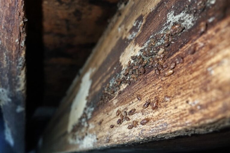 Comment repérer une invasion de termites dans le bois de sa maison