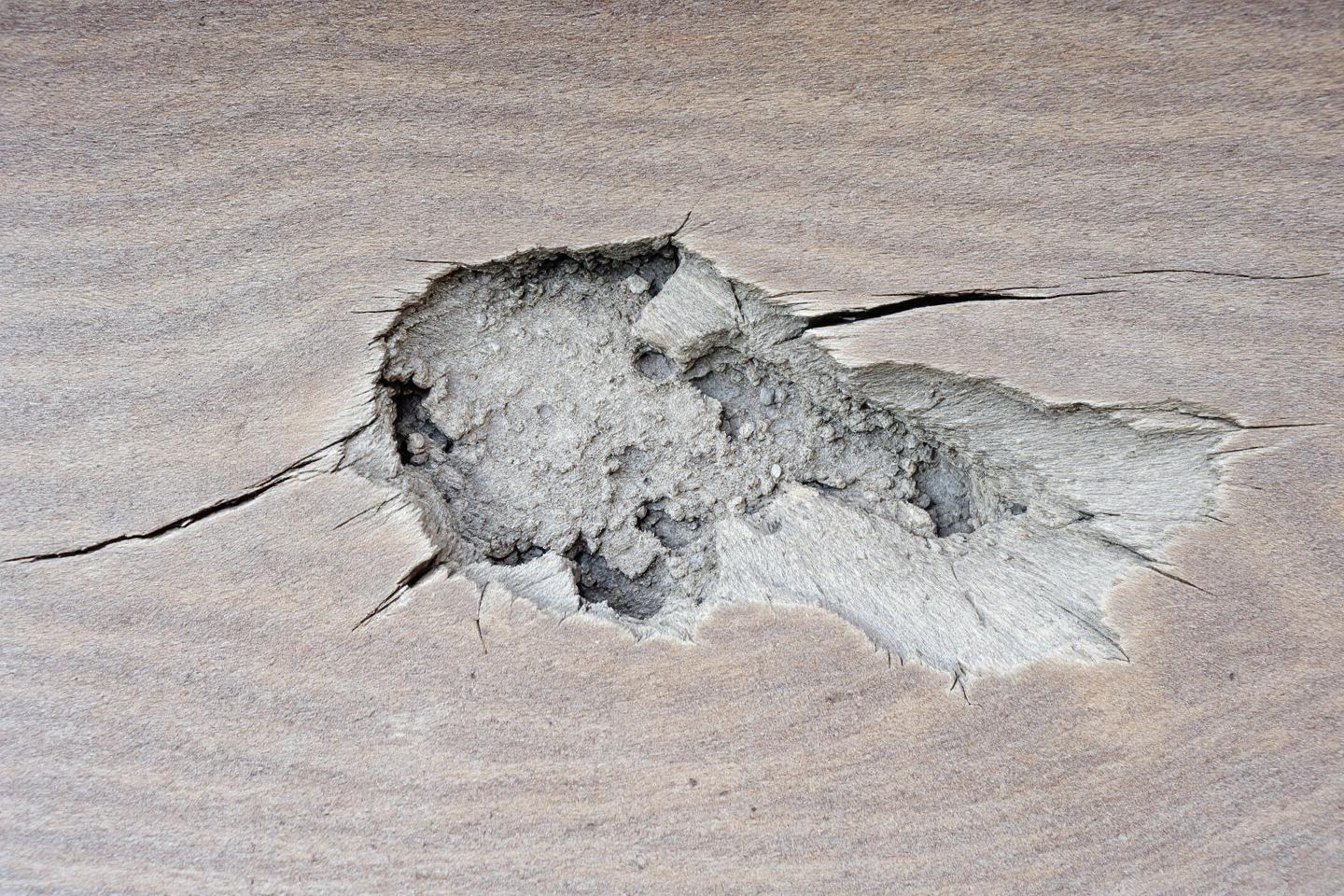 Charançon du bois : identification, prévention et traitement