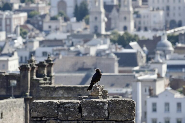 Choucas des tours : oiseau protégé, réglementation et nuisances