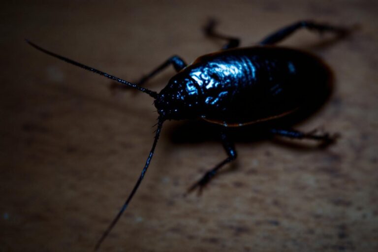 Comment savoir si vous avez des cafards : 5 signes à repérer